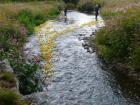Duck race 2011
