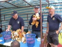 Lion ED selling off his cuddley lions