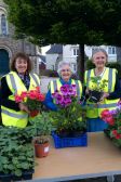 Three lovely violets 