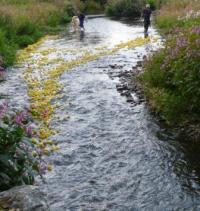 Ducks on the way to the winning line