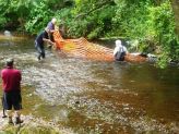 Lions getting deep into River Otter to assist duck flow