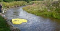 Ducks start their swim