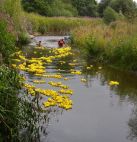 Yellow ducks on their way down the river