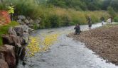 The 1500 Yellow Duck set off down the River Otter - race is on